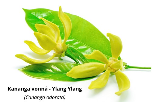 Ylang Ylang